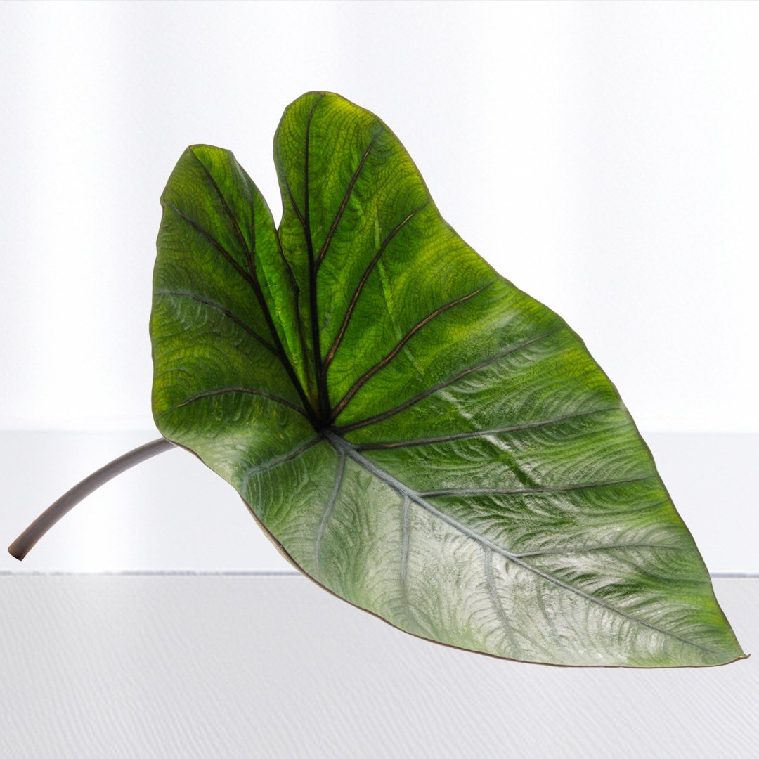 Colocasia Coffee Cup